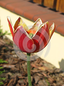 Beautiful red - yellow developed tulip photo
